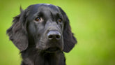 Mariendistelsamen für die Hundegesundheit: Natürliche Unterstützung für Leber und Entgiftung